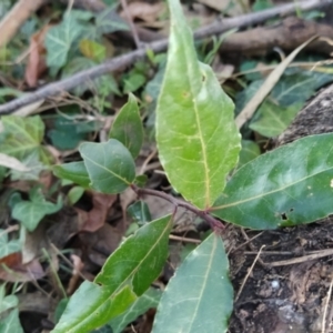 Laurus nobilis at Fadden, ACT - 23 Jul 2023