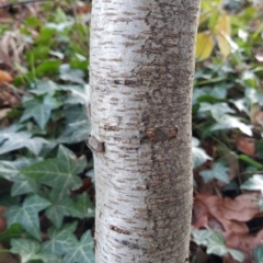 Betula pendula (Silver Birch) at Fadden, ACT - 23 Jul 2023 by KumikoCallaway