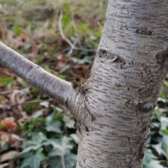 Betula pendula at Fadden, ACT - 23 Jul 2023 04:00 PM