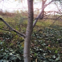 Betula pendula at Fadden, ACT - 23 Jul 2023 04:00 PM