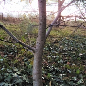 Betula pendula at Fadden, ACT - 23 Jul 2023 04:00 PM