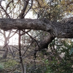 Betula pendula at Fadden, ACT - 23 Jul 2023 04:00 PM