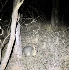 Trichosurus vulpecula (Common Brushtail Possum) at Woodstock Nature Reserve - 23 Jul 2023 by JimL