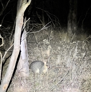 Trichosurus vulpecula at Belconnen, ACT - 23 Jul 2023 05:59 PM