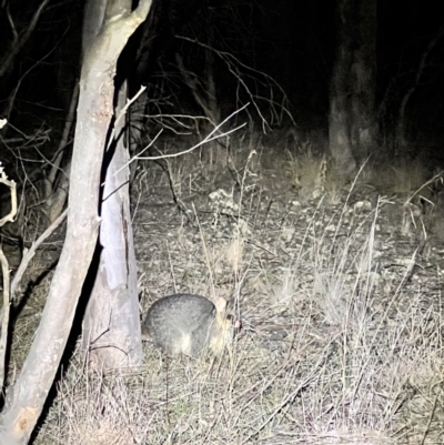 Trichosurus vulpecula (Common Brushtail Possum) at Belconnen, ACT - 23 Jul 2023 by JimL