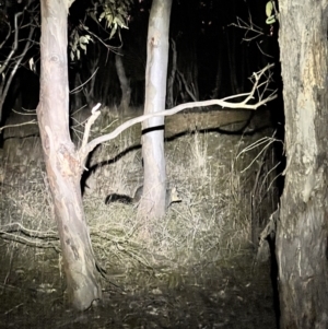 Trichosurus vulpecula at Belconnen, ACT - 23 Jul 2023 05:59 PM