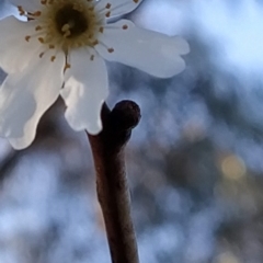 Prunus avium (Cherry) at Wanniassa Hill - 23 Jul 2023 by KumikoCallaway