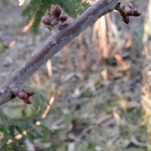 Prunus avium at Fadden, ACT - 23 Jul 2023