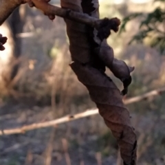 Prunus avium at Fadden, ACT - 23 Jul 2023