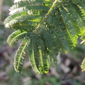 Acacia parramattensis at Fadden, ACT - 23 Jul 2023 03:38 PM