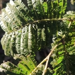 Acacia parramattensis at Fadden, ACT - 23 Jul 2023 03:38 PM