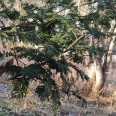 Acacia parramattensis at Fadden, ACT - 23 Jul 2023 03:38 PM