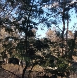 Acacia parramattensis at Fadden, ACT - 23 Jul 2023 03:38 PM