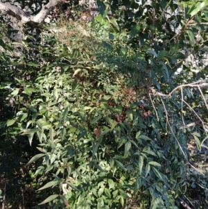 Nandina domestica at Fadden, ACT - 23 Jul 2023