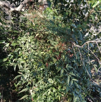 Nandina domestica (Sacred Bamboo) at Fadden, ACT - 23 Jul 2023 by KumikoCallaway