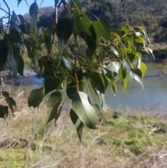 Brachychiton populneus subsp. populneus (Kurrajong) at Stony Creek - 23 Jul 2023 by danswell