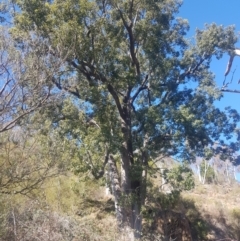 Brachychiton populneus subsp. populneus at Stromlo, ACT - 23 Jul 2023