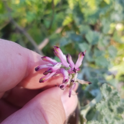 Fumaria muralis subsp. muralis (Wall Fumitory) at Stromlo, ACT - 23 Jul 2023 by danswell