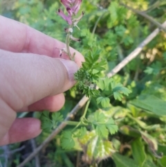 Fumaria muralis subsp. muralis at Stromlo, ACT - 23 Jul 2023