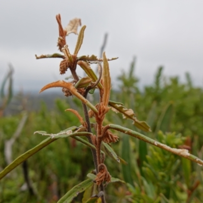 Lasiopetalum ferrugineum var. ferrugineum (Rusty Velvet-bush) at Morton National Park - 23 Apr 2023 by RobG1