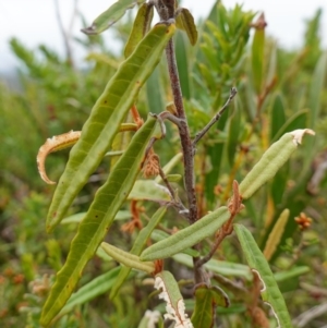 Lasiopetalum ferrugineum var. ferrugineum at Boolijah, NSW - suppressed