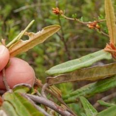 Lasiopetalum ferrugineum var. ferrugineum at Boolijah, NSW - suppressed