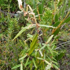 Lasiopetalum ferrugineum var. ferrugineum at Boolijah, NSW - 23 Apr 2023