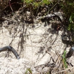 Cryptophis nigrescens (Eastern Small-eyed Snake) at Borough, NSW - 8 Jan 2012 by Paul4K