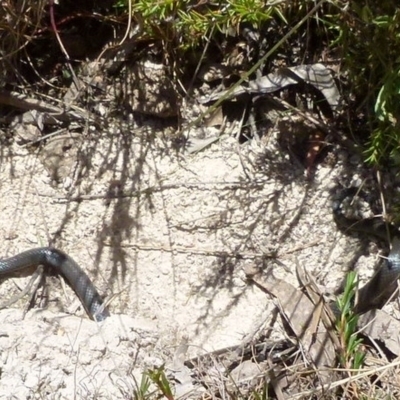 Cryptophis nigrescens (Eastern Small-eyed Snake) at QPRC LGA - 8 Jan 2012 by Paul4K