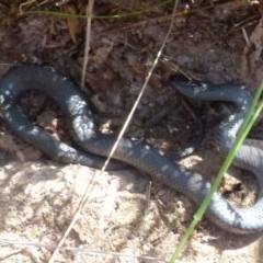 Cryptophis nigrescens at Borough, NSW - suppressed