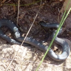 Cryptophis nigrescens at Borough, NSW - suppressed