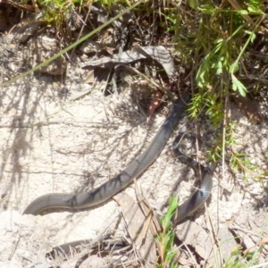 Cryptophis nigrescens at Borough, NSW - suppressed