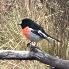 Petroica boodang (Scarlet Robin) at Bungendore, NSW - 15 Jul 2023 by yellowboxwoodland