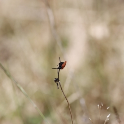 Porrostoma sp. (genus) (Lycid, Net-winged beetle) at Namadgi National Park - 21 Jan 2023 by JimL