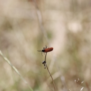 Porrostoma sp. (genus) at Rendezvous Creek, ACT - 21 Jan 2023