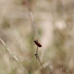 Porrostoma sp. (genus) at Rendezvous Creek, ACT - 21 Jan 2023