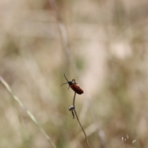 Porrostoma sp. (genus) at Rendezvous Creek, ACT - 21 Jan 2023