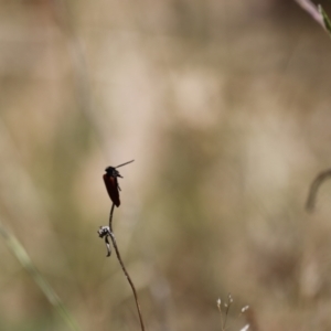 Porrostoma sp. (genus) at Rendezvous Creek, ACT - 21 Jan 2023