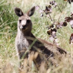 Macropus giganteus (Eastern Grey Kangaroo) at Rendezvous Creek, ACT - 21 Jan 2023 by JimL
