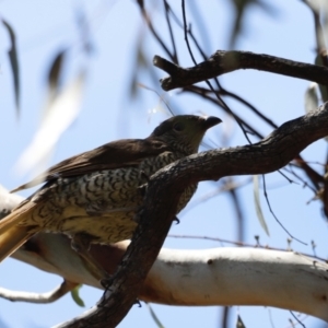 Ptilonorhynchus violaceus at Rendezvous Creek, ACT - 21 Jan 2023