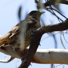 Ptilonorhynchus violaceus at Rendezvous Creek, ACT - 21 Jan 2023 11:42 AM