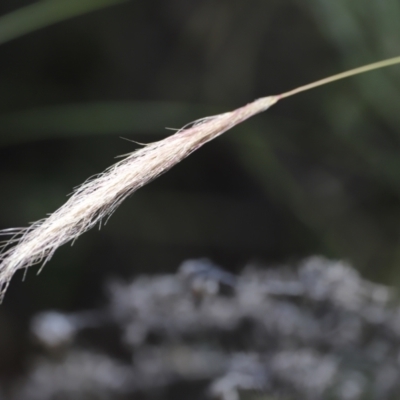 Dichelachne sp. (Plume Grasses) at Rendezvous Creek, ACT - 21 Jan 2023 by JimL