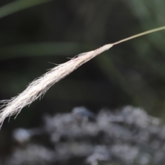 Dichelachne sp. at Rendezvous Creek, ACT - 21 Jan 2023