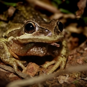 Litoria verreauxii verreauxii at Majura, ACT - 21 Jul 2023