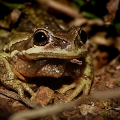 Litoria verreauxii verreauxii (Whistling Tree-frog) at Majura, ACT - 21 Jul 2023 by Ct1000