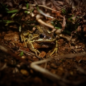 Litoria verreauxii verreauxii at Majura, ACT - 21 Jul 2023