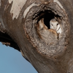 Tyto alba (Barn Owl) at Majura, ACT - 21 Jul 2023 by Ct1000