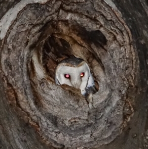 Tyto alba at Majura, ACT - 21 Jul 2023