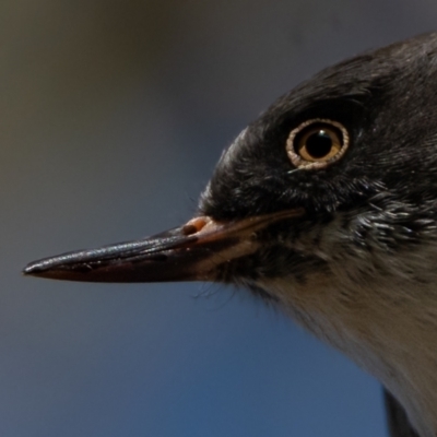 Daphoenositta chrysoptera (Varied Sittella) at Stromlo, ACT - 27 Jun 2023 by Ct1000