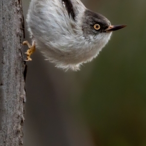 Daphoenositta chrysoptera at Stromlo, ACT - 27 Jun 2023